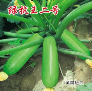 供应绿抗王二号—西葫芦种子