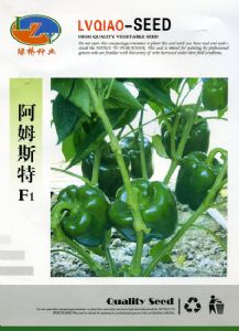 供应阿姆斯特F1—青椒