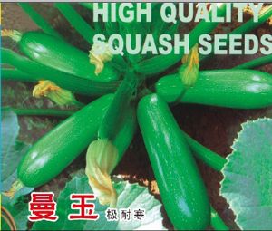 供应曼玉——西葫芦种子