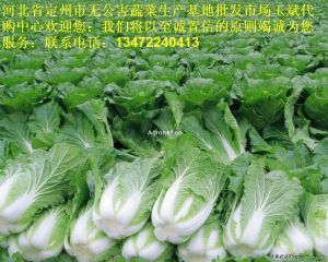 大量供应优质北京新三号大白菜等