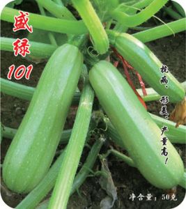 供应盛绿101—西葫芦种子