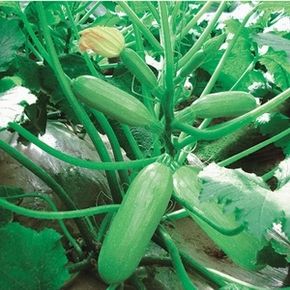 供应赛玉——西葫芦种子