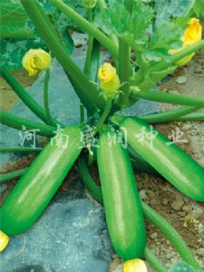 供应盛润绿玉—西葫芦种子