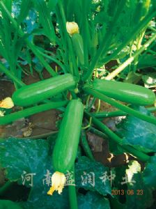供应绿妃—西葫芦种子