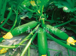 供应绿龙—西葫芦种子
