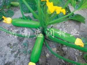 供应绿优—西葫芦种子