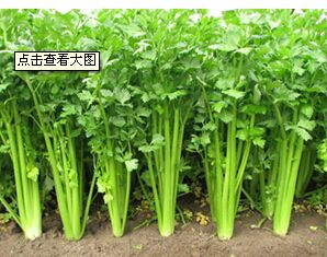 大量供应芹菜