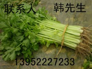 大量供应优质芹菜